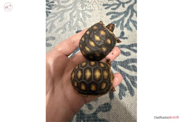 Sulcata & Red Foot Puerto Rico