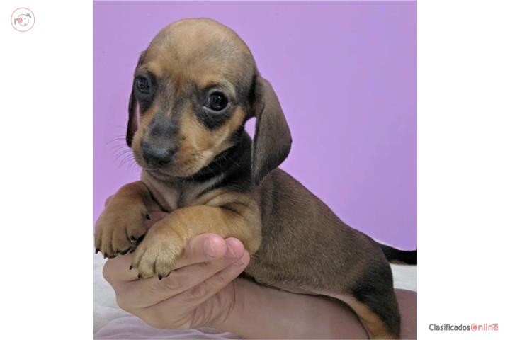 Dachshund - Salchicha mini Machos con Vacunas Puerto Rico