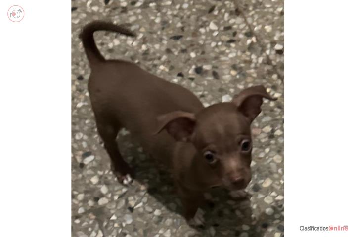 Se vende perrita Chihuahua pura de 2 meses Puerto Rico