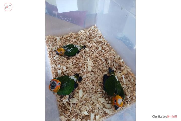 Pichon Jenday Conure Puerto Rico