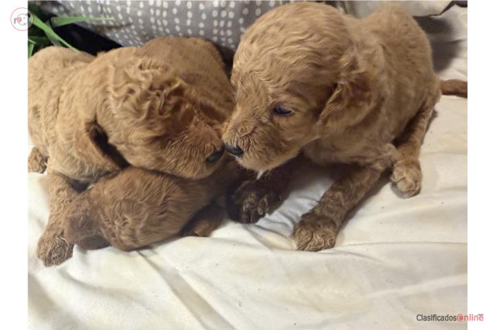 Standard poodle  Puerto Rico
