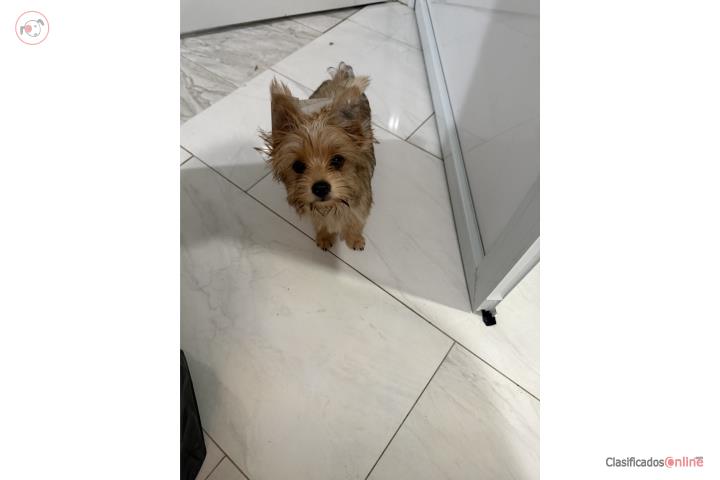 Yorkie machos  Puerto Rico