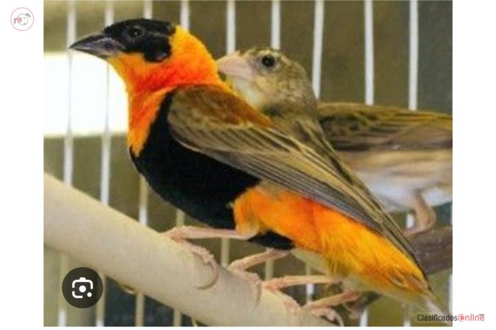 4 parejas de finches Orange Wiber sin pintar  Puerto Rico