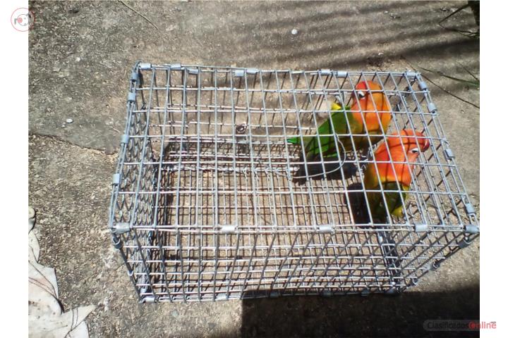 PAREJA DE LOVEBIRDS ANILLADOS FISCHER EWING Puerto Rico