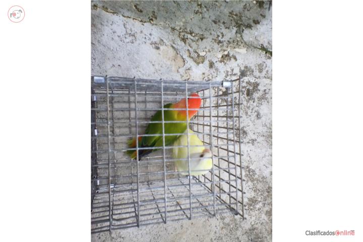 PAREJA DE LOVEBIRDS ROSEICOLLIS LISTOS Puerto Rico