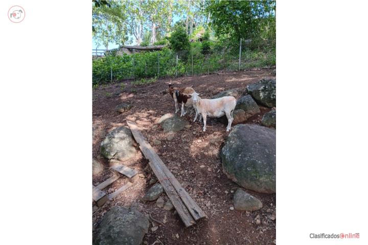 Se venden ovejas dolper y criollas Puerto Rico