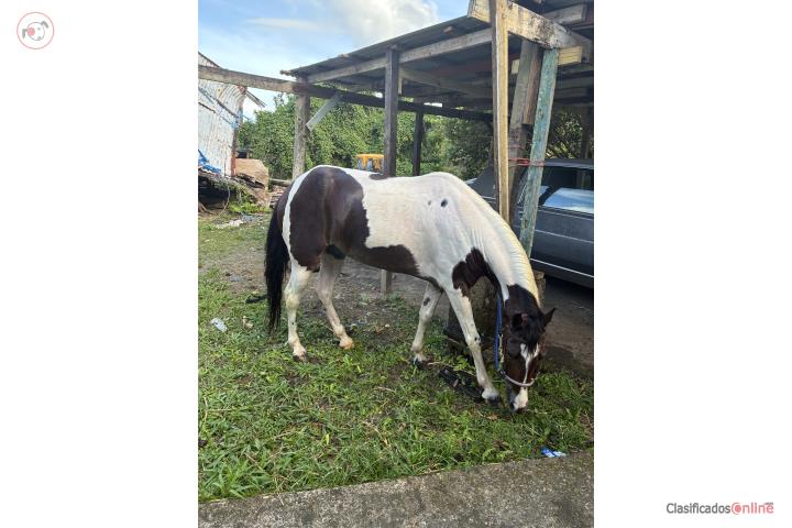 Se vende caballo pinto  Puerto Rico