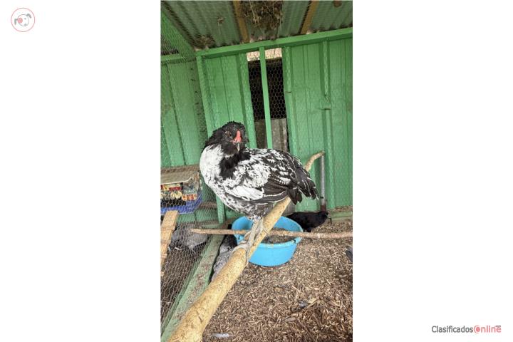 Venta Gallos Easter Egger Puerto Rico