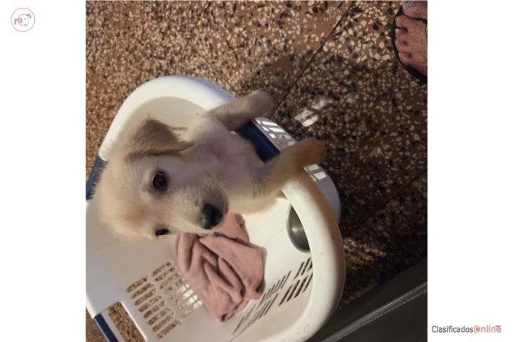 GOLDEN RETRIEVER AKC MACHOS Puerto Rico