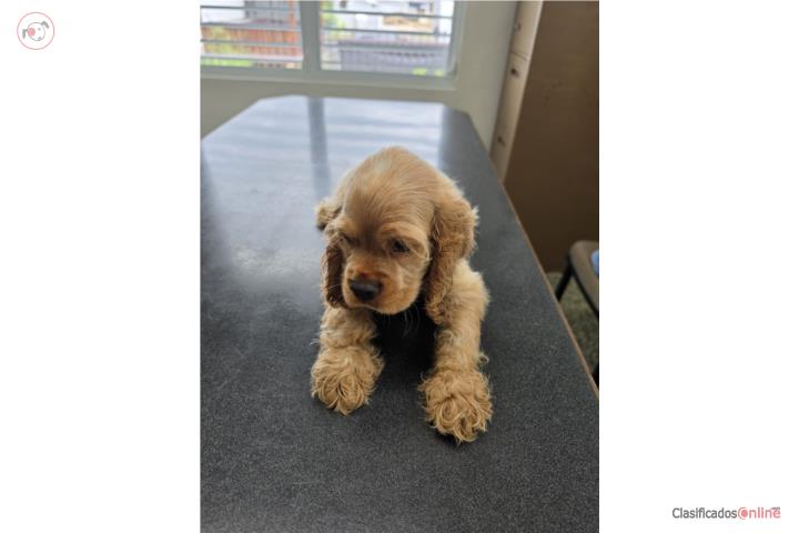 Cocker Spaniel  Puerto Rico