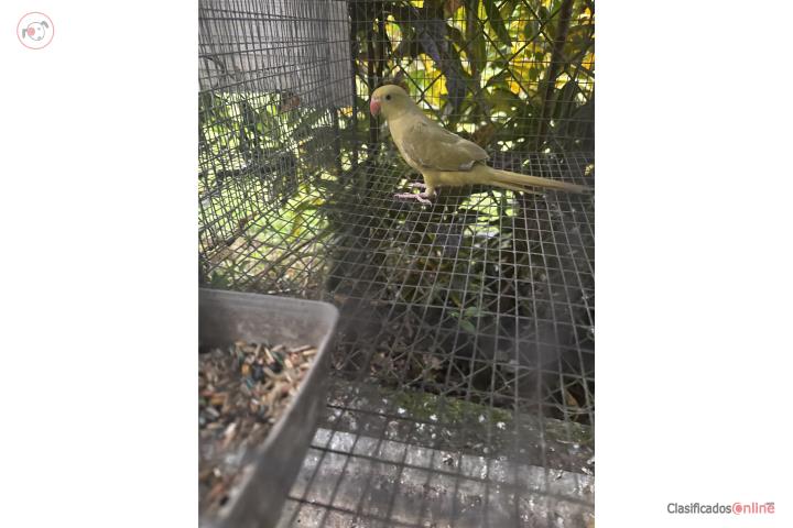 Ringneck green cinnamon   Puerto Rico