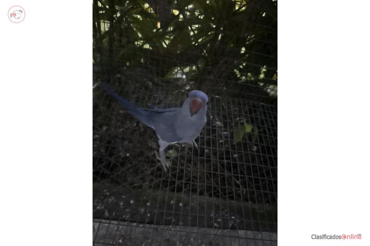 Ringneck violeta   Puerto Rico