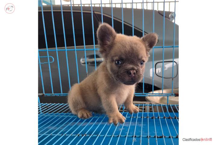 French Bulldog Macho Fluffy Puerto Rico