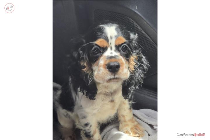 Cocker Spaniel hembra  Puerto Rico