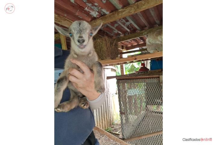 CABRITO ENANO MACHITO Puerto Rico
