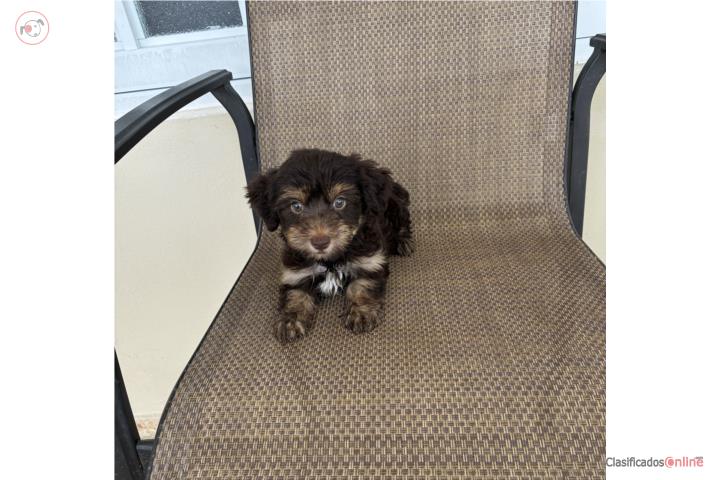 Precioso Maltipoo chocolate macho Puerto Rico