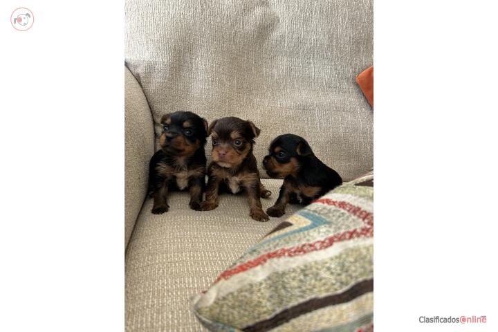 Yorkie Toys Puerto Rico