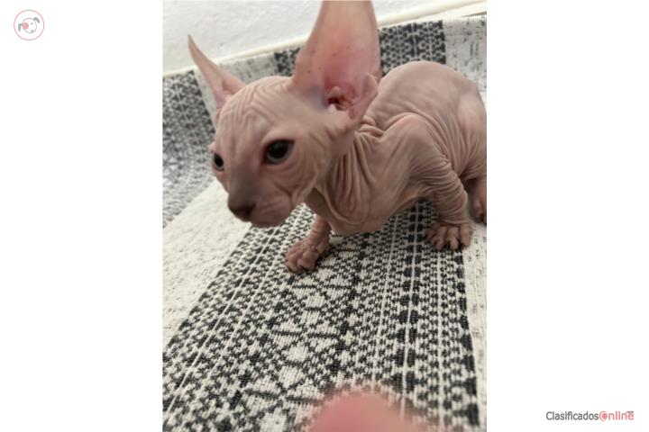 Gato exótico (Sphynx) Puerto Rico