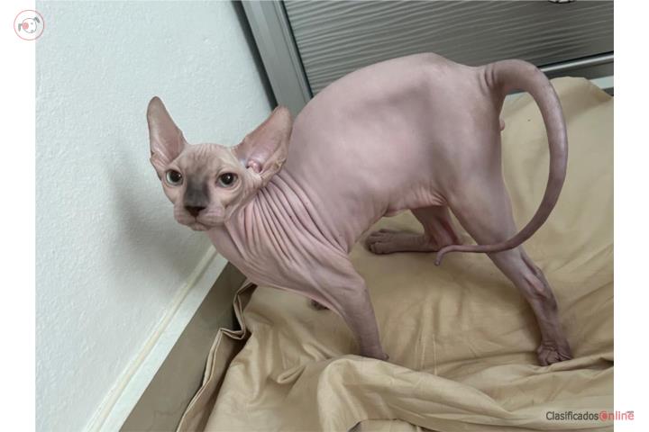 Gato exótico (sphynx) Puerto Rico