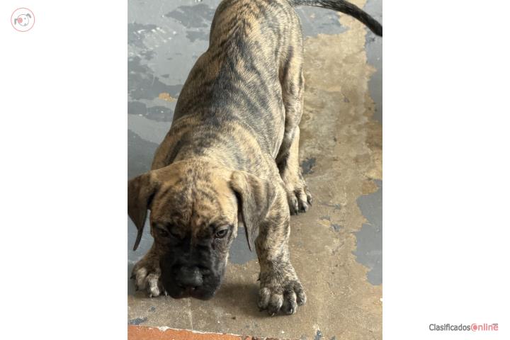 Cachorros presa canarios  Puerto Rico