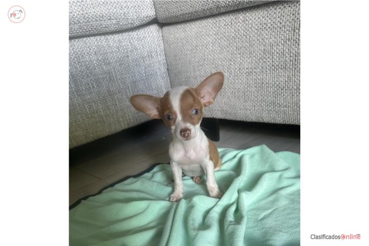 Chihuhua merle patrón leve  Puerto Rico