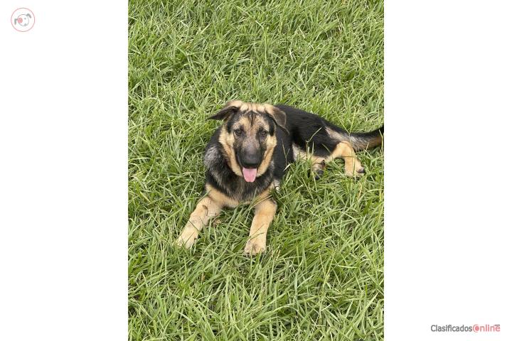 German shepherd  Puerto Rico