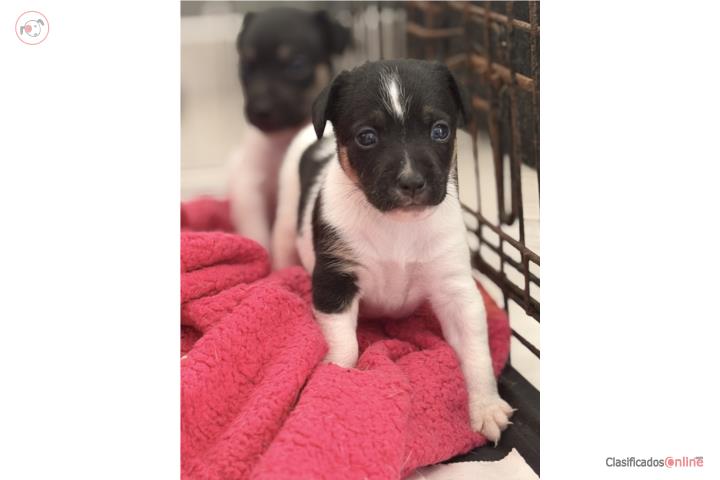 RAT TERRIER Puerto Rico
