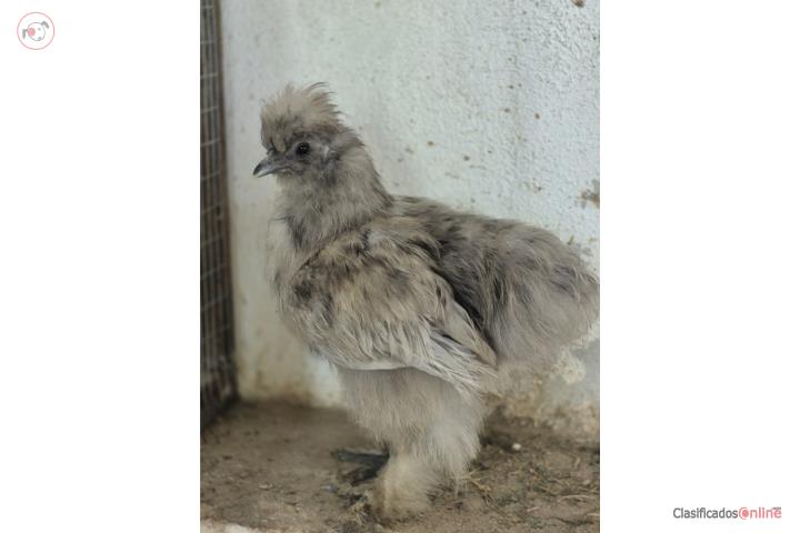 Silkie en Puerto Rico