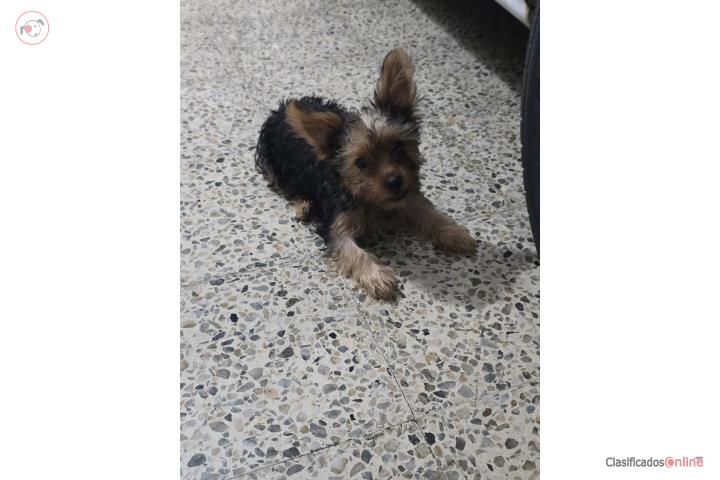 Yorkie hembra  Puerto Rico