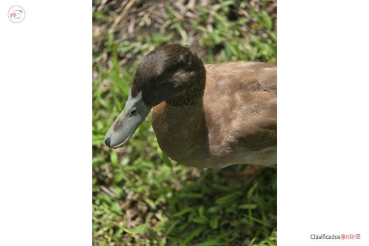 Patos khaki campbell Puerto Rico