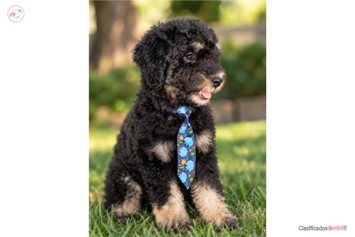 Poodle Phantom Puerto Rico