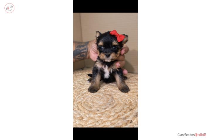 Yorkie  Puerto Rico