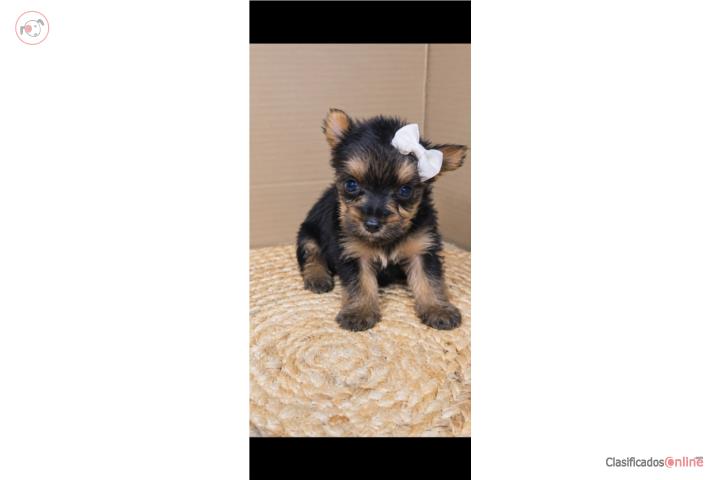 Yorkie  Puerto Rico