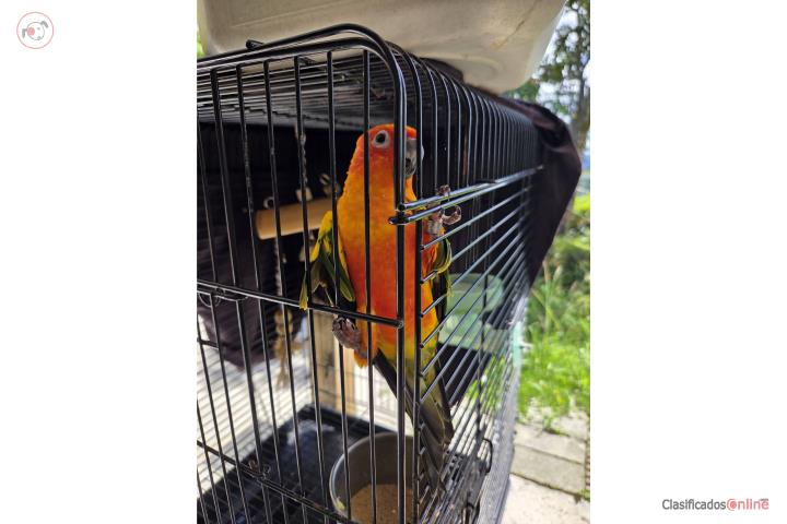 Sunconuro Puerto Rico