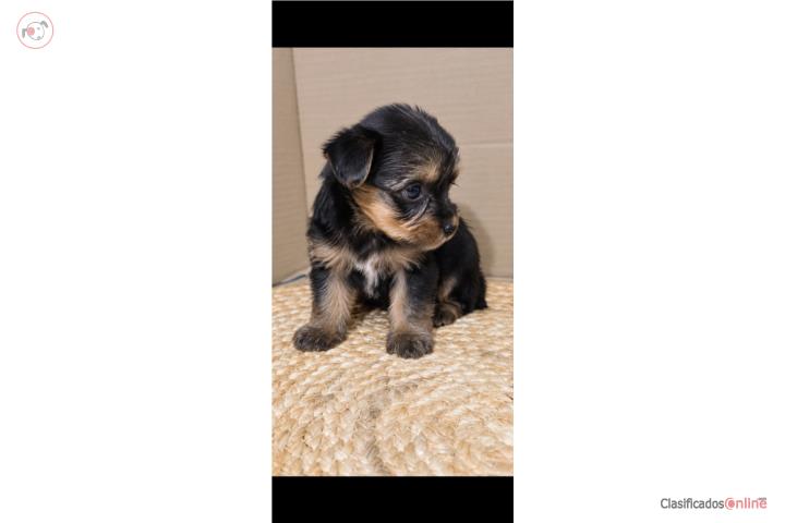 Yorkie  Puerto Rico