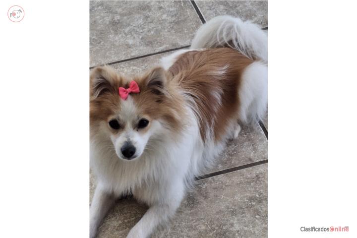 Pomeranian  Puerto Rico