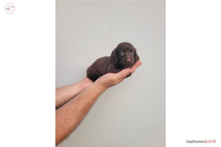 Mini Dachshund Salchicha Long Hair Chocolate  Puerto Rico
