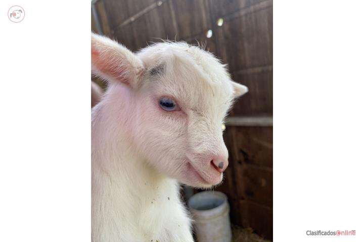 Cabrito enano Puerto Rico