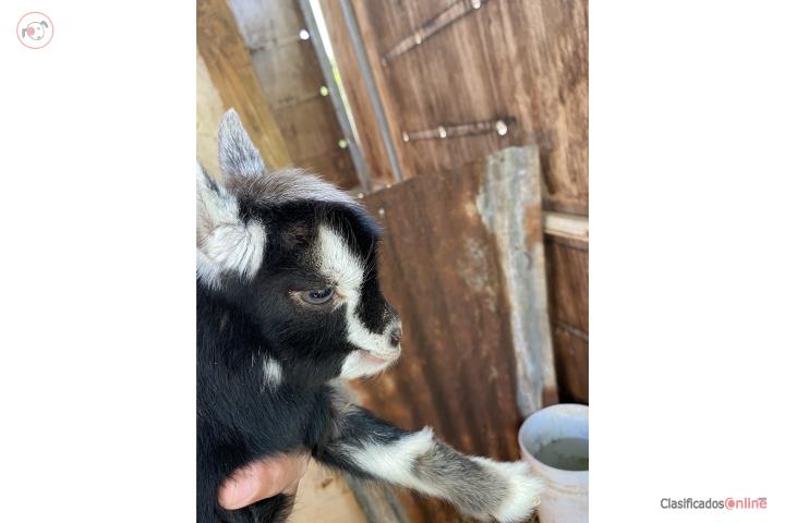 Precioso cabrito  Puerto Rico