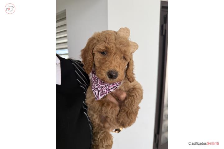 Hermosa Golden doodle nena  Puerto Rico