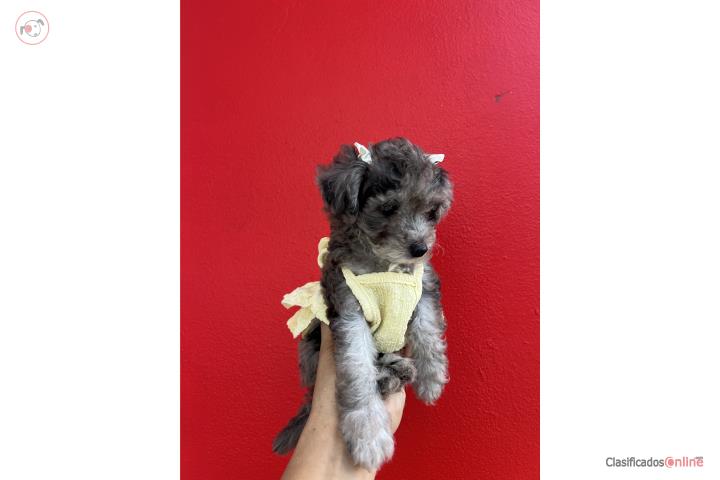 Teacup poodle nena merle Puerto Rico