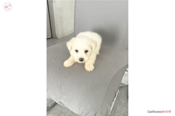 Venta maltese nene Puerto Rico