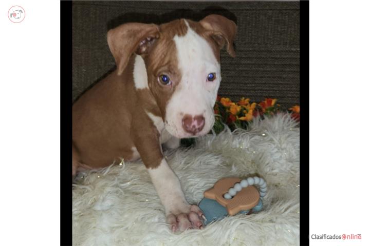 Pitbull  Puerto Rico
