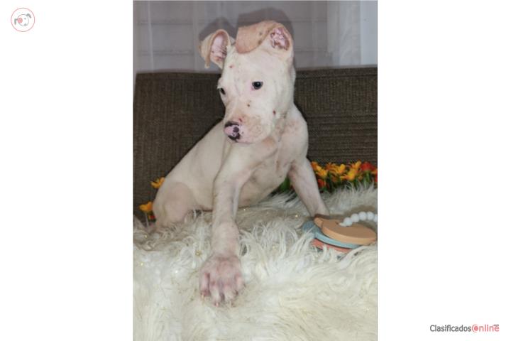 Pitbull  Puerto Rico