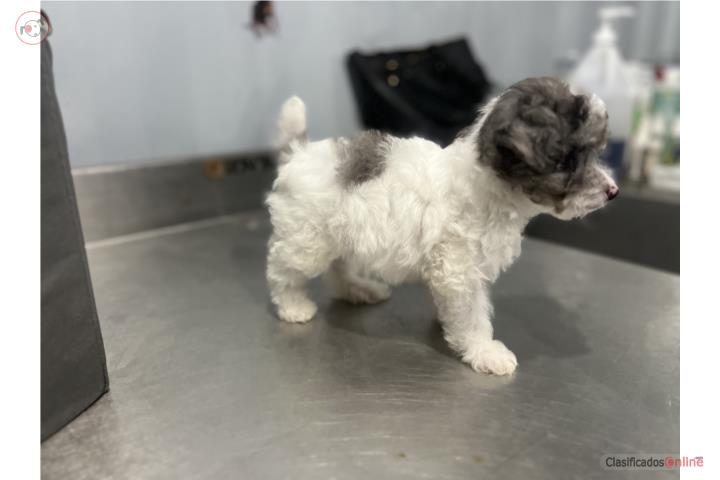 Teacup poodle nena Puerto Rico