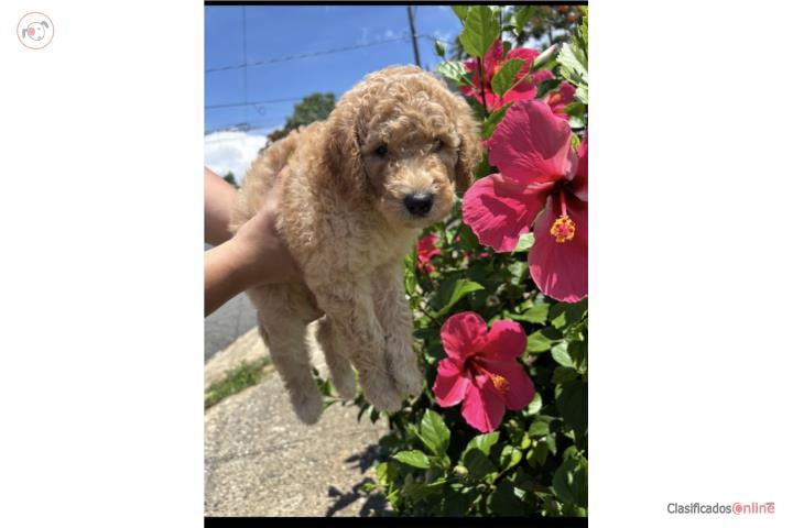 Poodle Standard Macho Puerto Rico