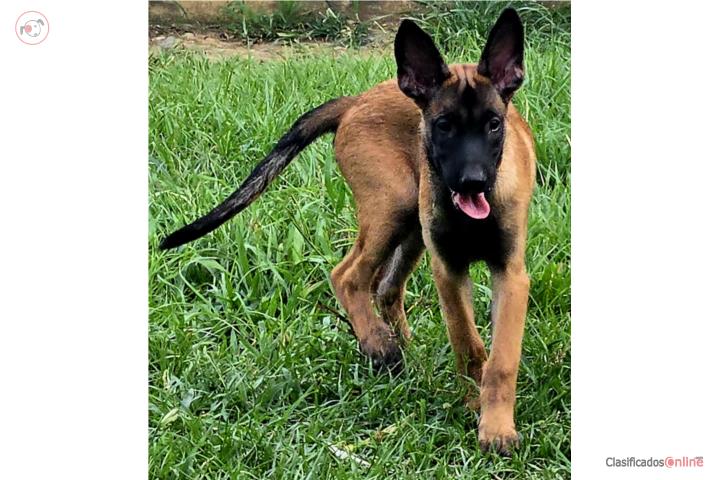 Pastores Belgas Malinois Puerto Rico