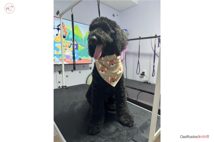 Golden doodle 2 machos 3 meses y medio  Puerto Rico