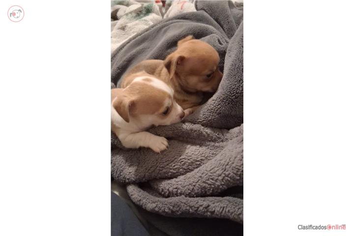 Hermanos chihuahuas nena y nene Puerto Rico