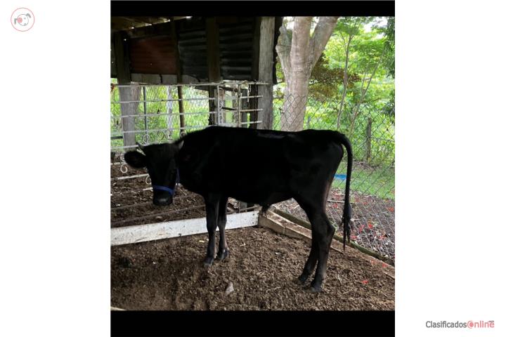 Novillo de adelanto Puerto Rico